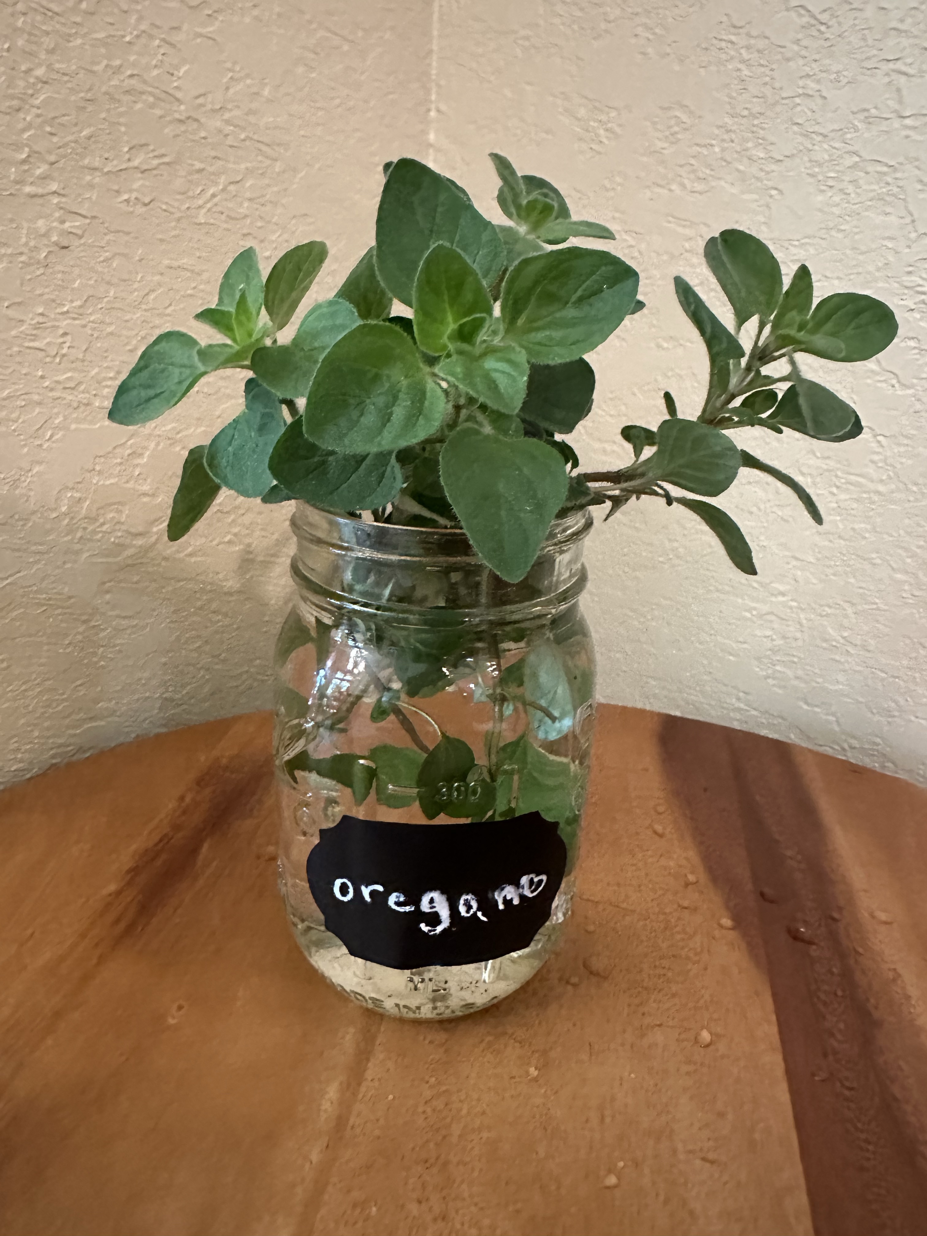 🌱Oregano-Fresh Herbs 