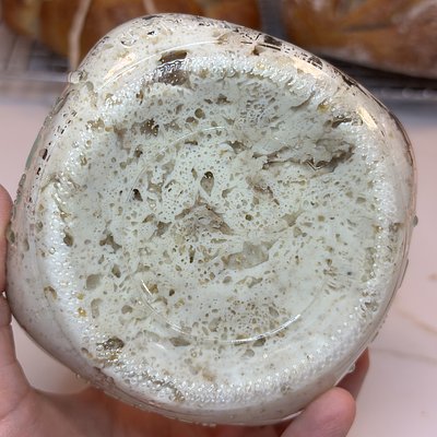 7 Year Old Sourdough Starter 