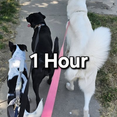 Paw Walking! 1hr (Energy Reducing Walks For Your Fur Baby)