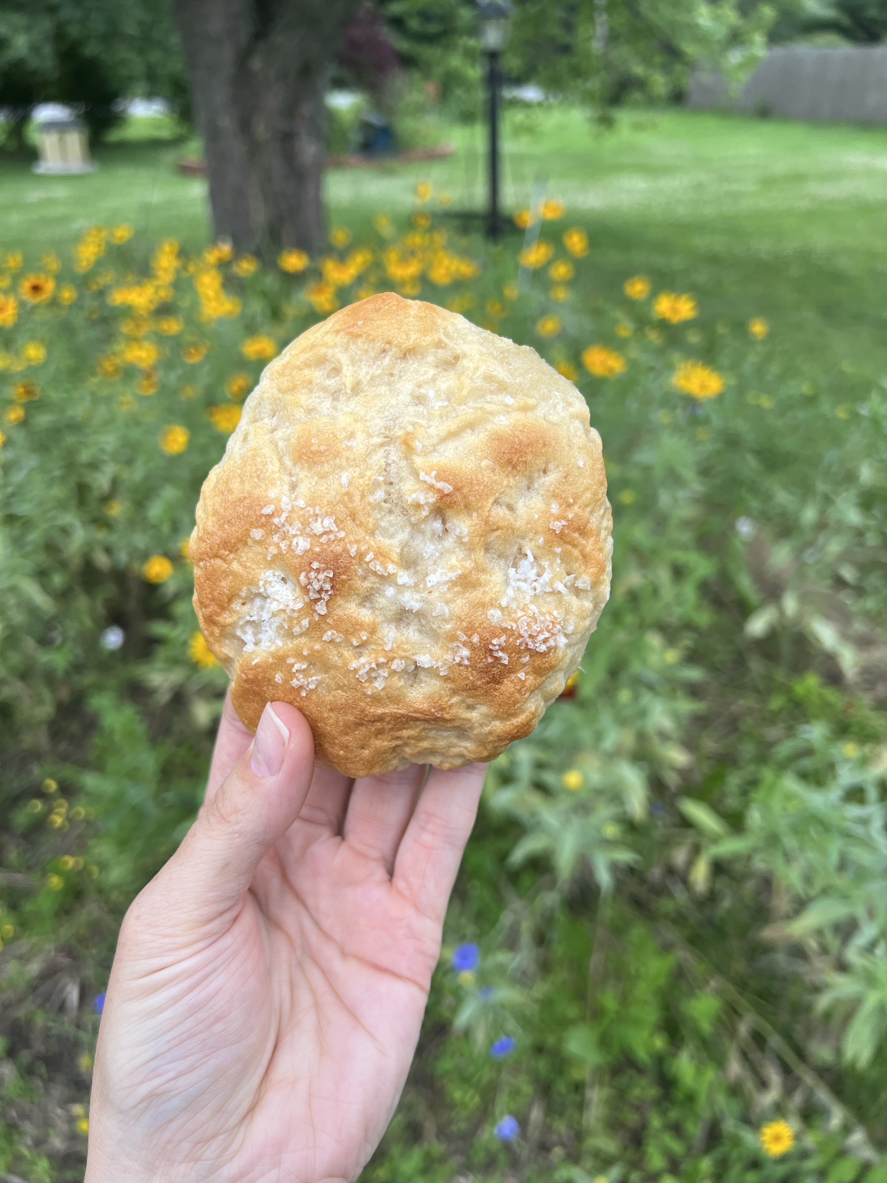SALTED Sourdough Bagels (6 bagels)