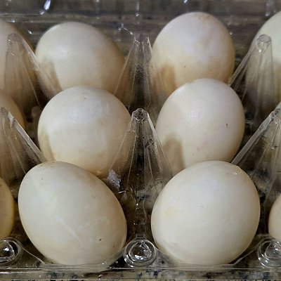 Duck Eggs