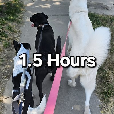 Paw Walking! 1.5 hr (Energy Reducing Walks For Your Fur Baby)