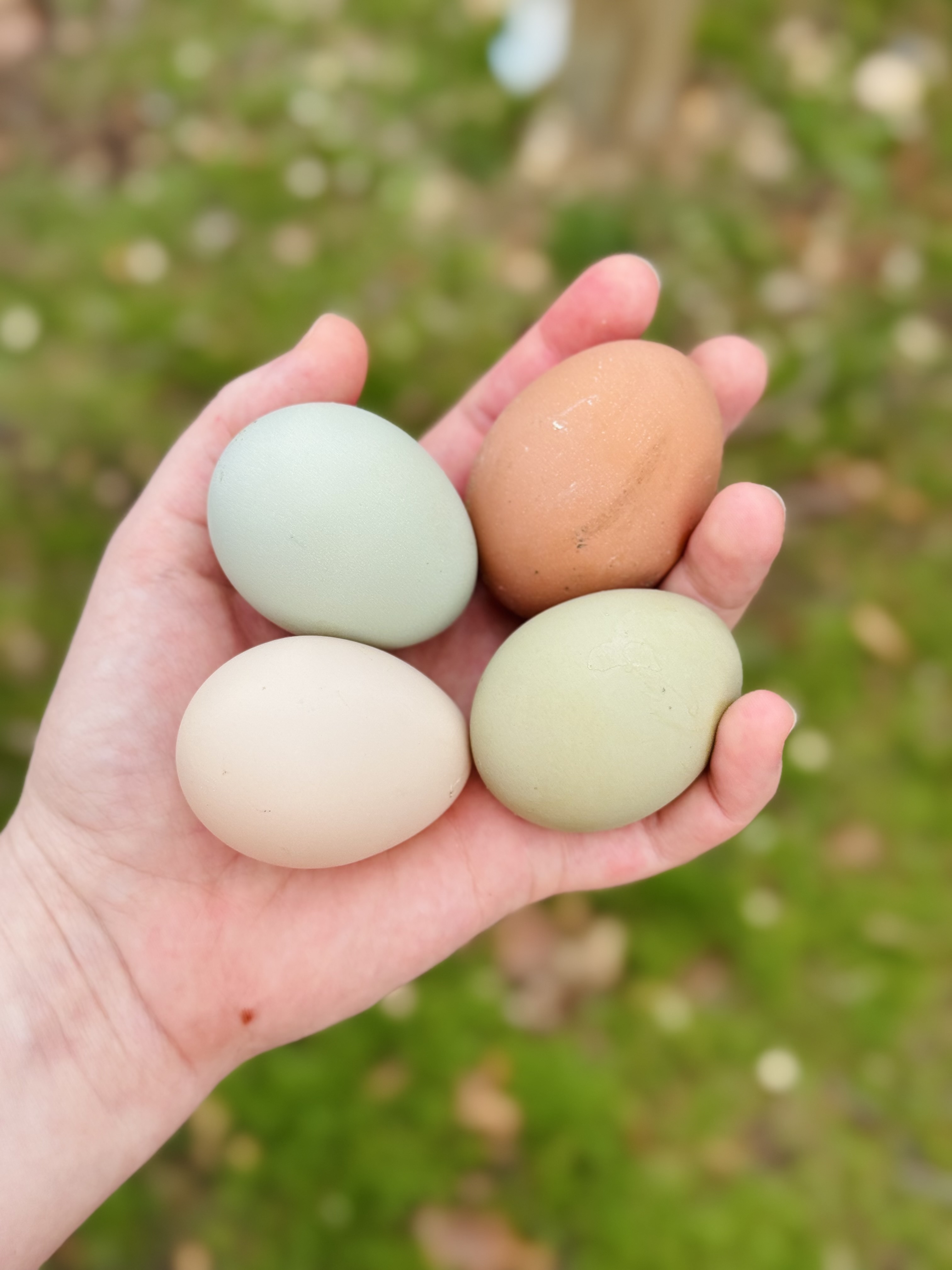 Farm Fresh Eggs (Dozen)