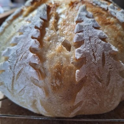 Christmas Tree Scored Classic Boule