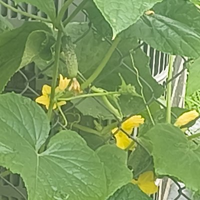 Cucumbers 