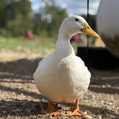 Duck Eggs 