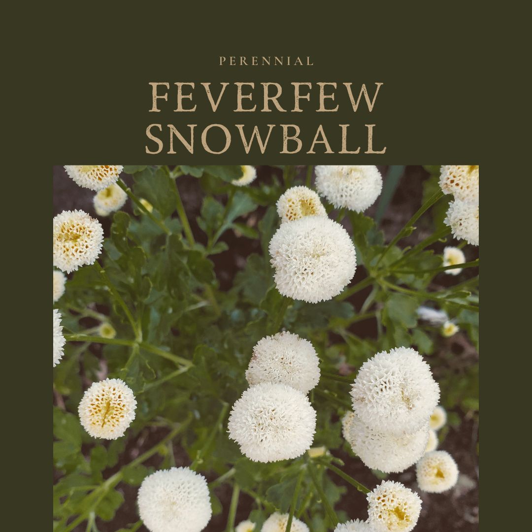 Feverfew Snowball