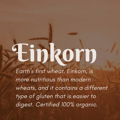 Organic Einkorn Berries (50 lb)