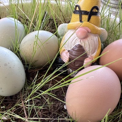Fresh Eggs (Dozen)