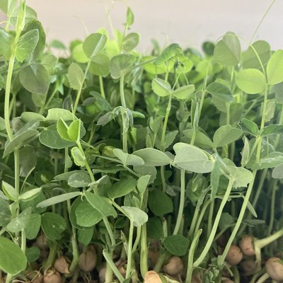 Peas Microgreens 8 oz