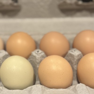 Fresh Farm Eggs - One Dozen