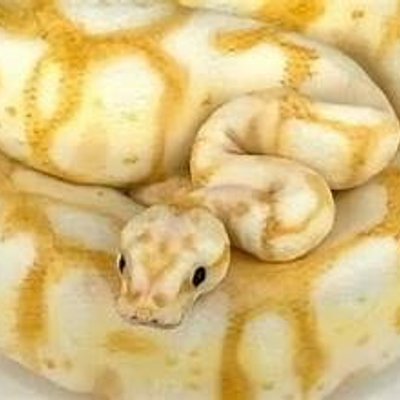 Ball Python 