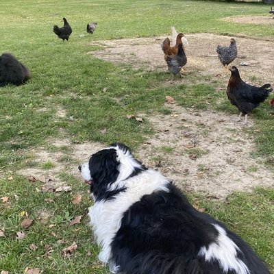 Farm Fresh Eggs 