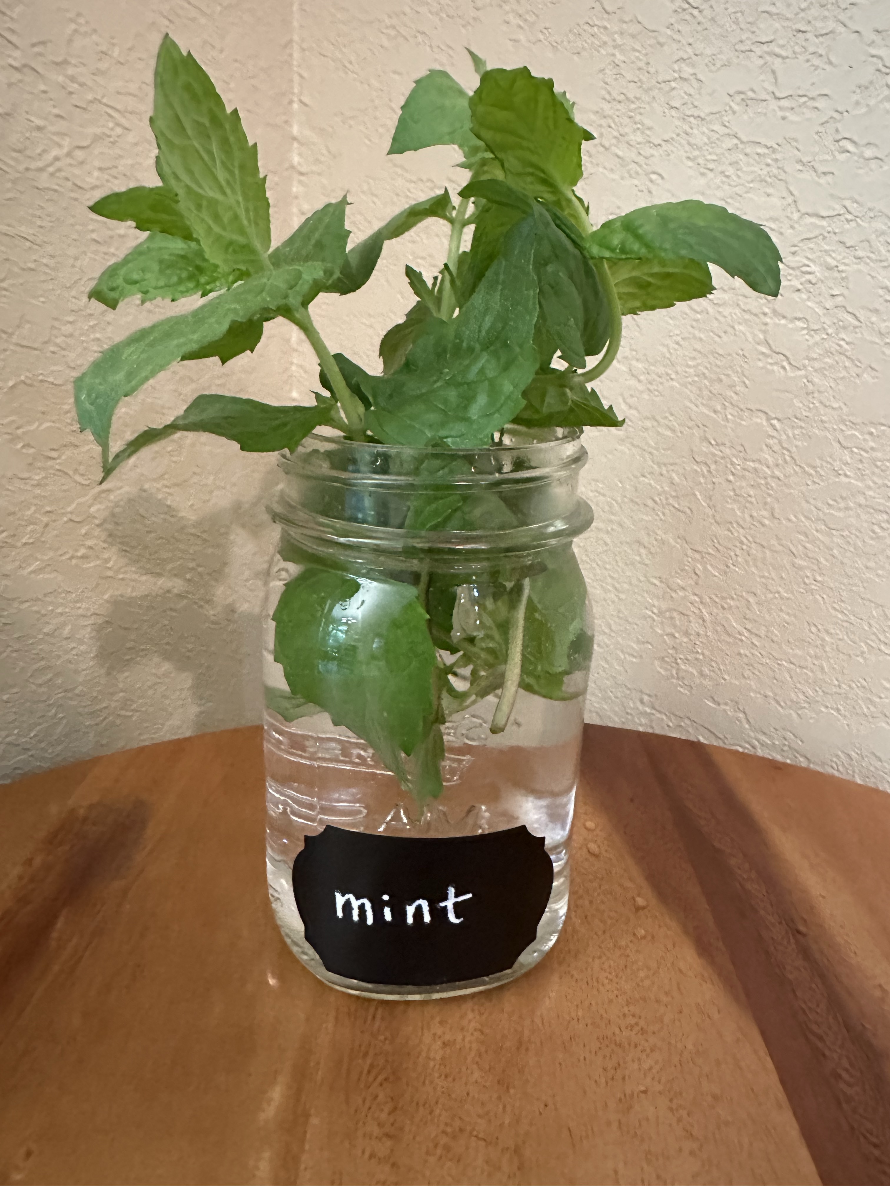 🌱Mint- Fresh Herbs
