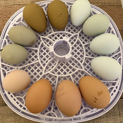1 Dozen Eggs To Hatch
