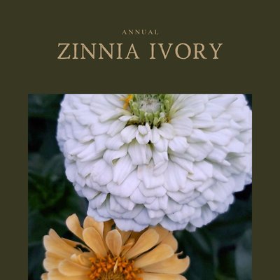 Zinnia Ivory