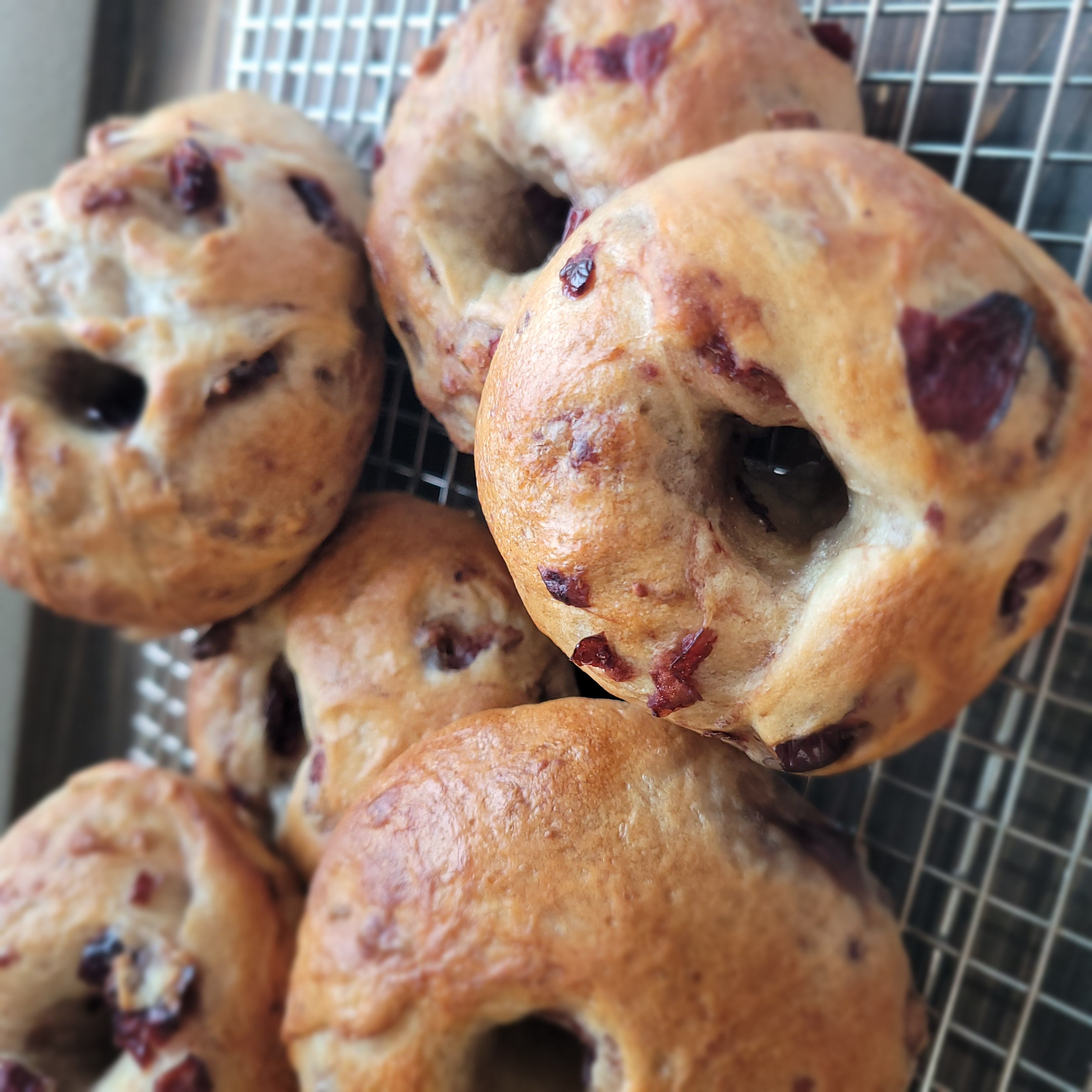 Cranberry Walnut Sourdough Bagels (Seasonal Special)
