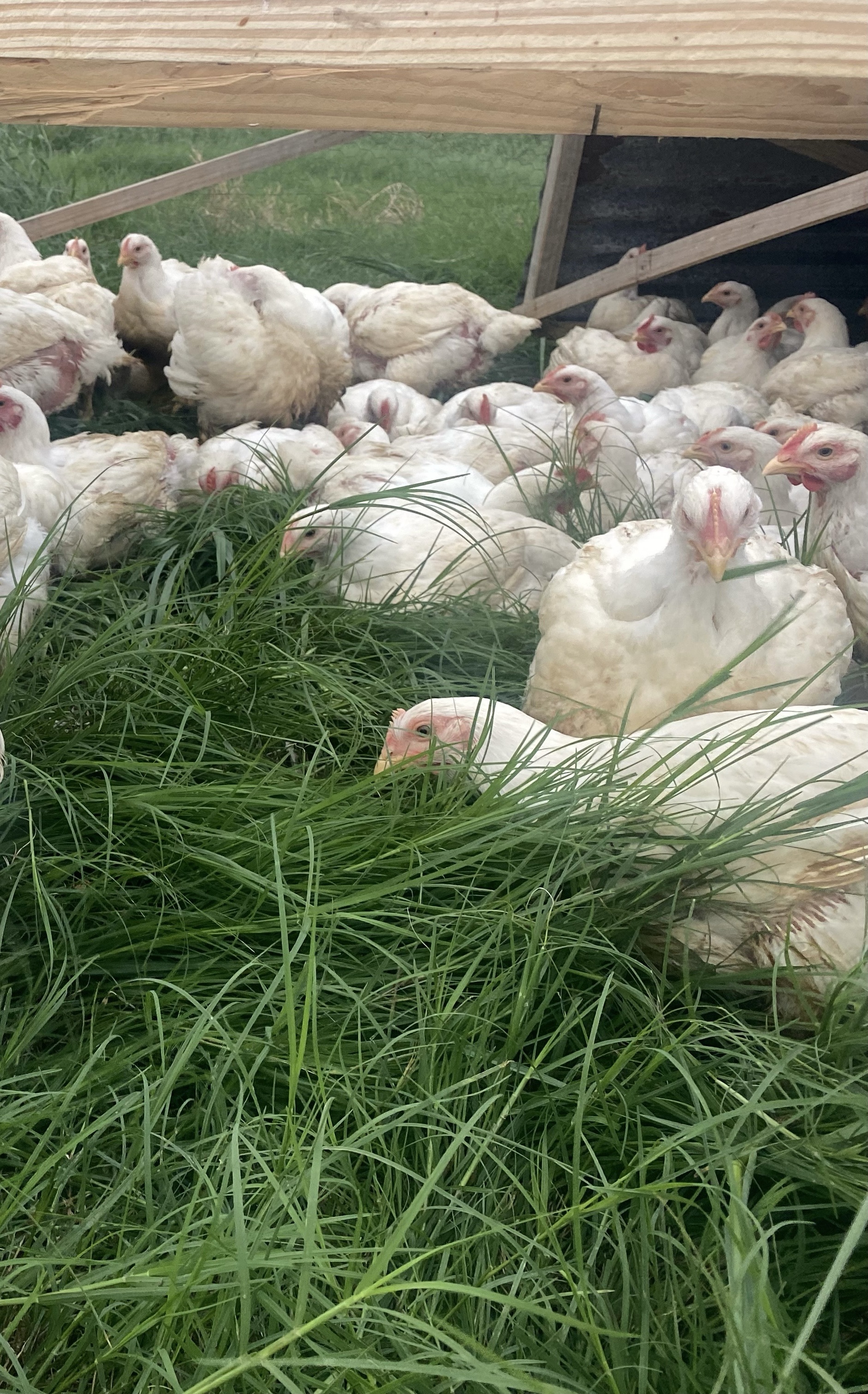 Fresh Whole Chicken