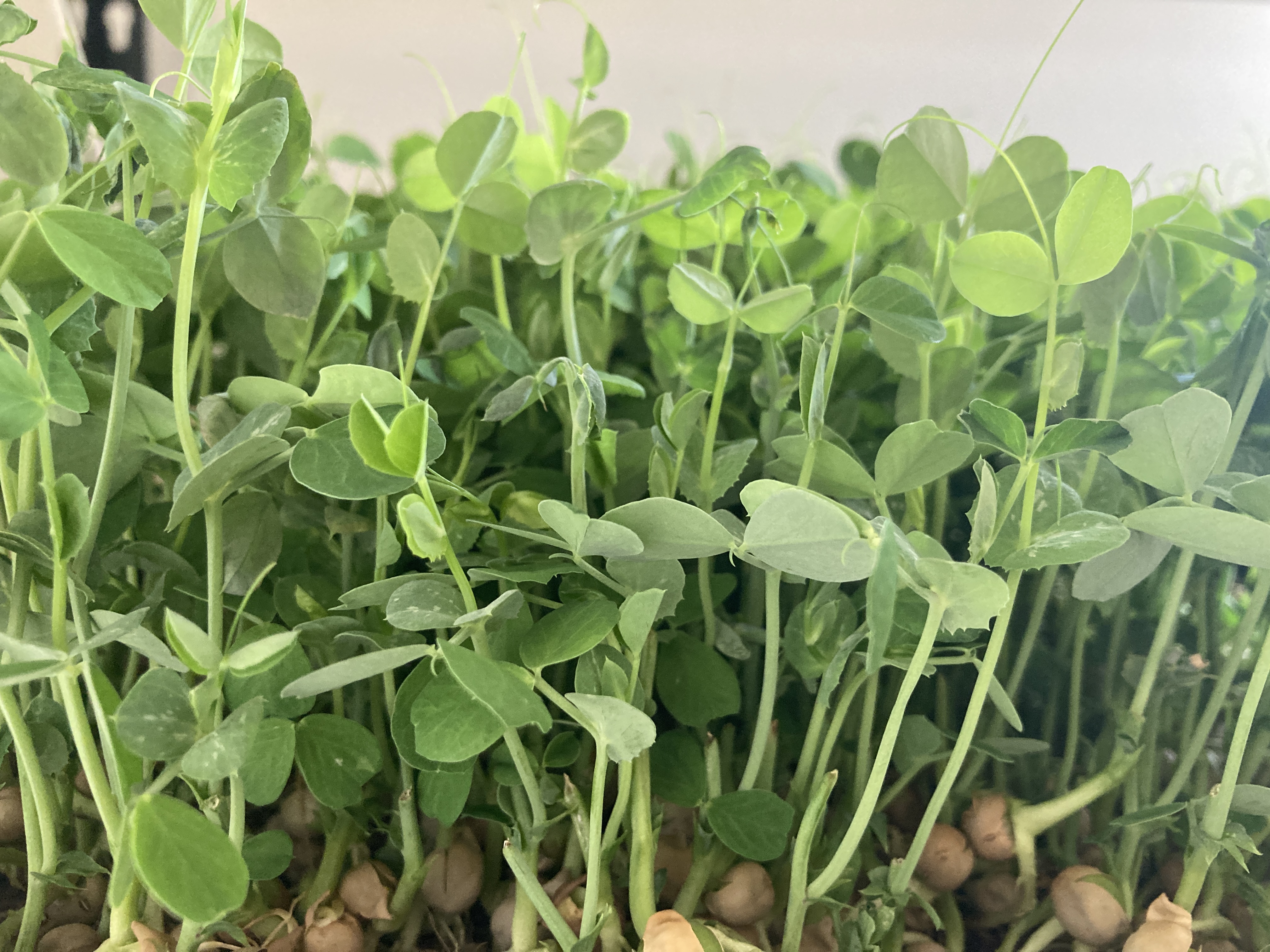 Peas Microgreens 8 oz
