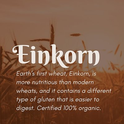 Organic Einkorn Berries (50 lb)