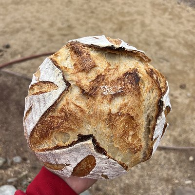 Plain Sourdough Loaf