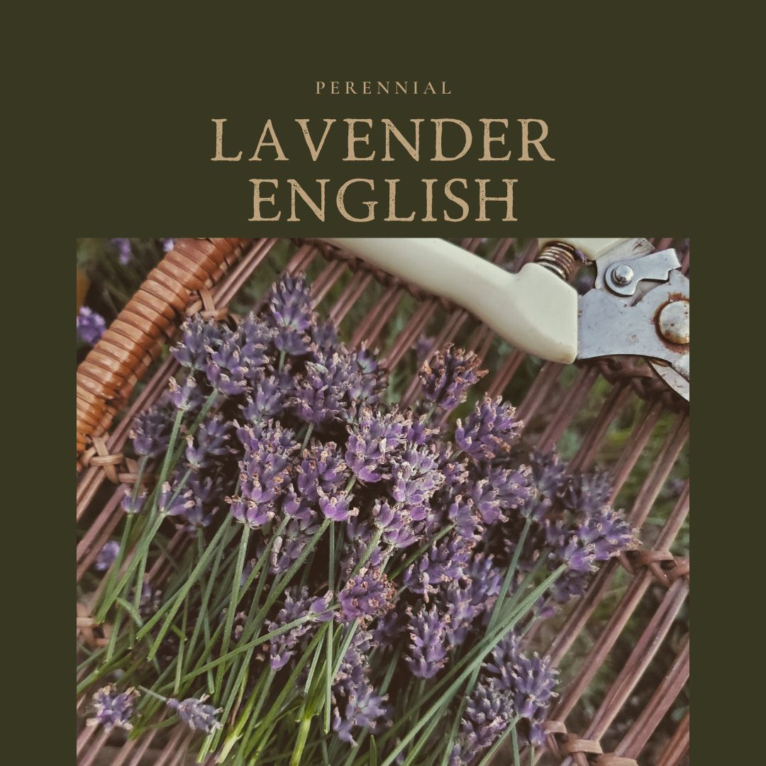 Lavender English