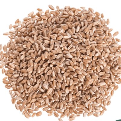 Hard Red Wheat Fresh Milled Flour