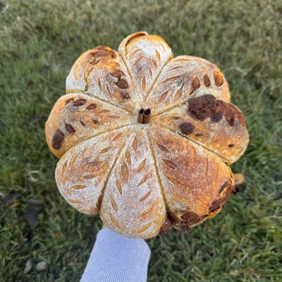 Pumpkin & Cinnamon Sugar Sourdough Boule (pumpkin shaped)