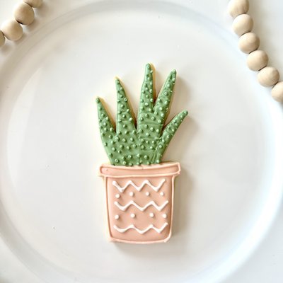 Cactus - Dozen