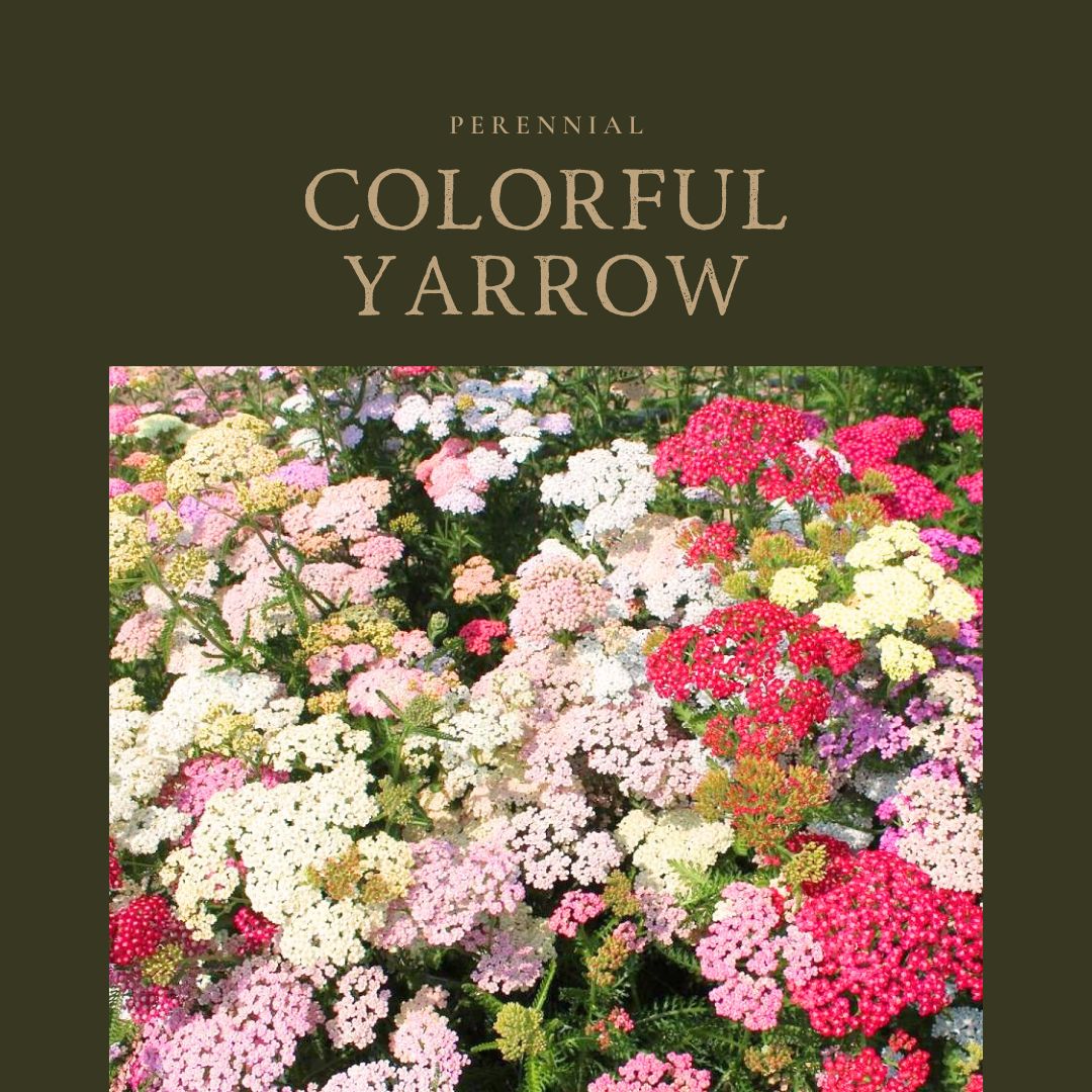 Yarrow Colorful