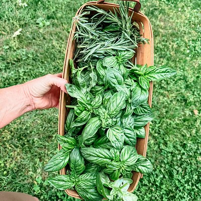 Fresh Herbs 