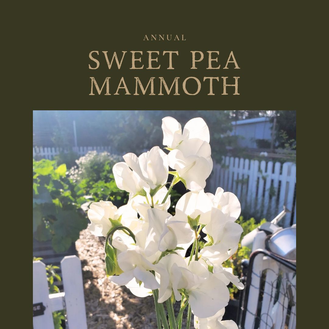 Sweet Pea Mammoth