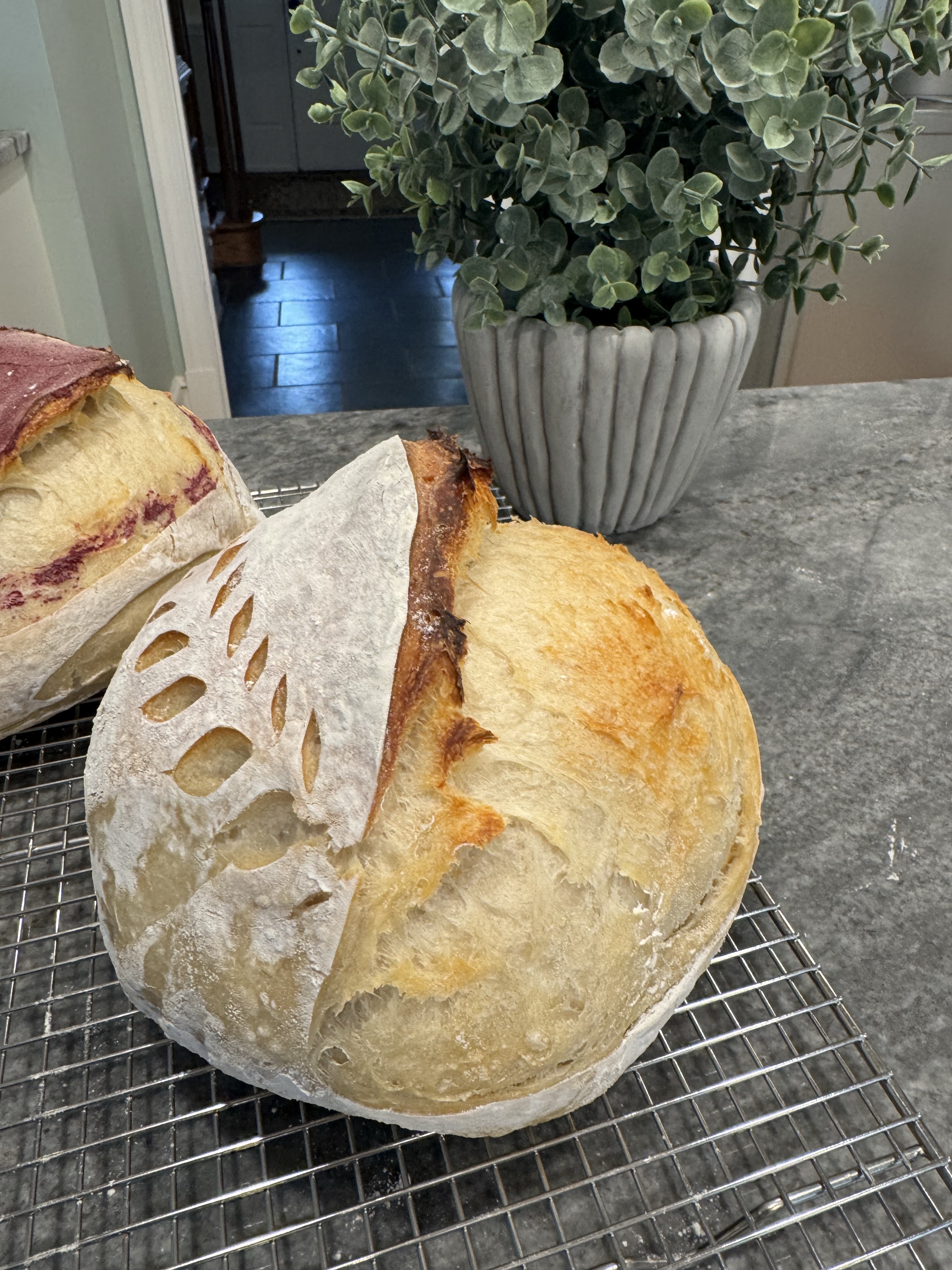 Plain Artisan Sourdough