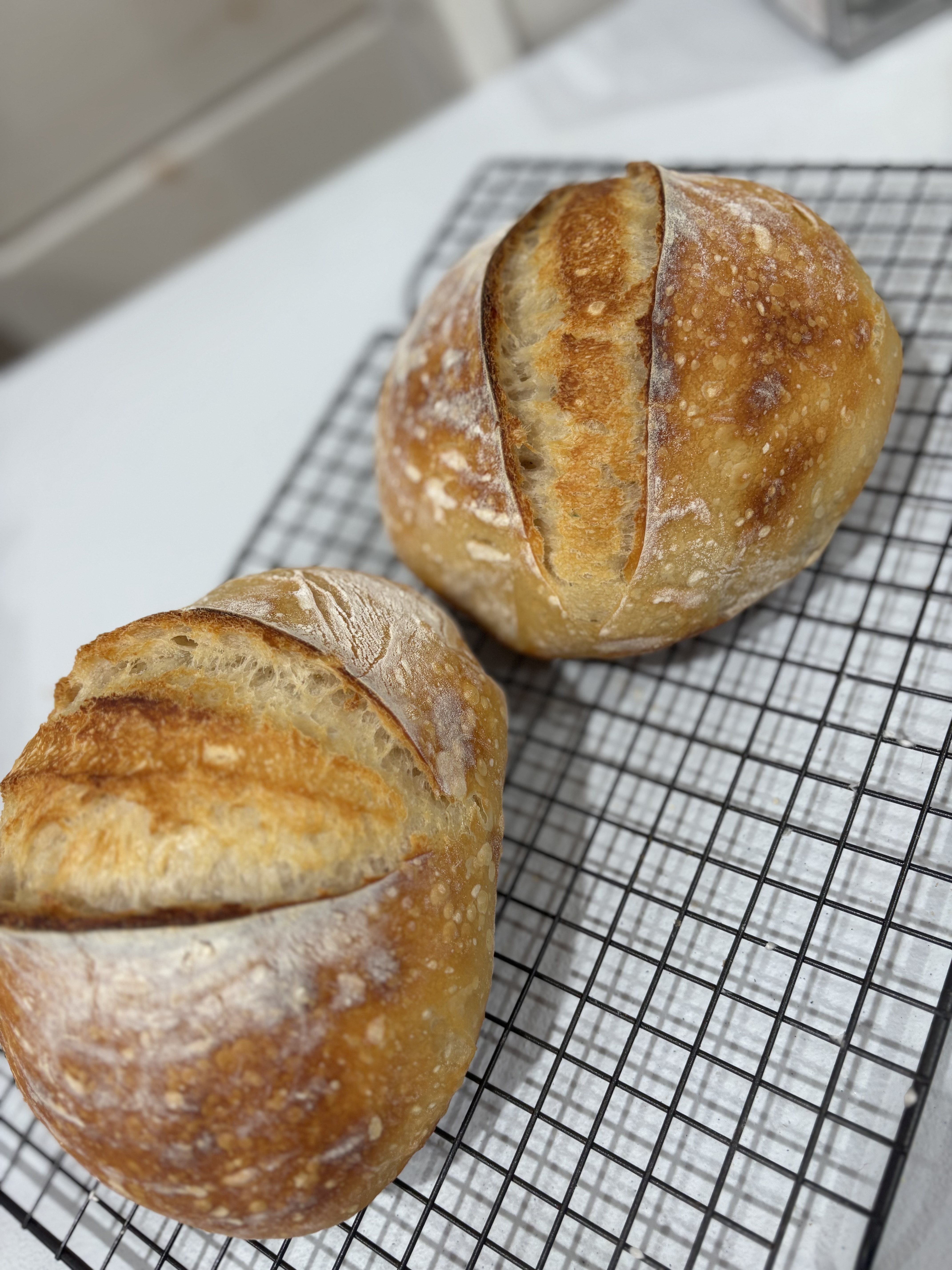 Medium Bread Bowls (2) 