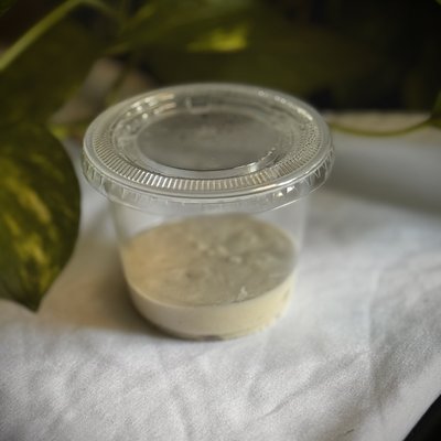 Sourdough Starter (Plastic Container)
