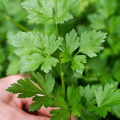 Organic Parsley Bag