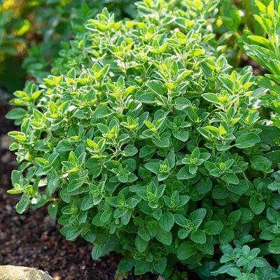 Organic Italian Oregano