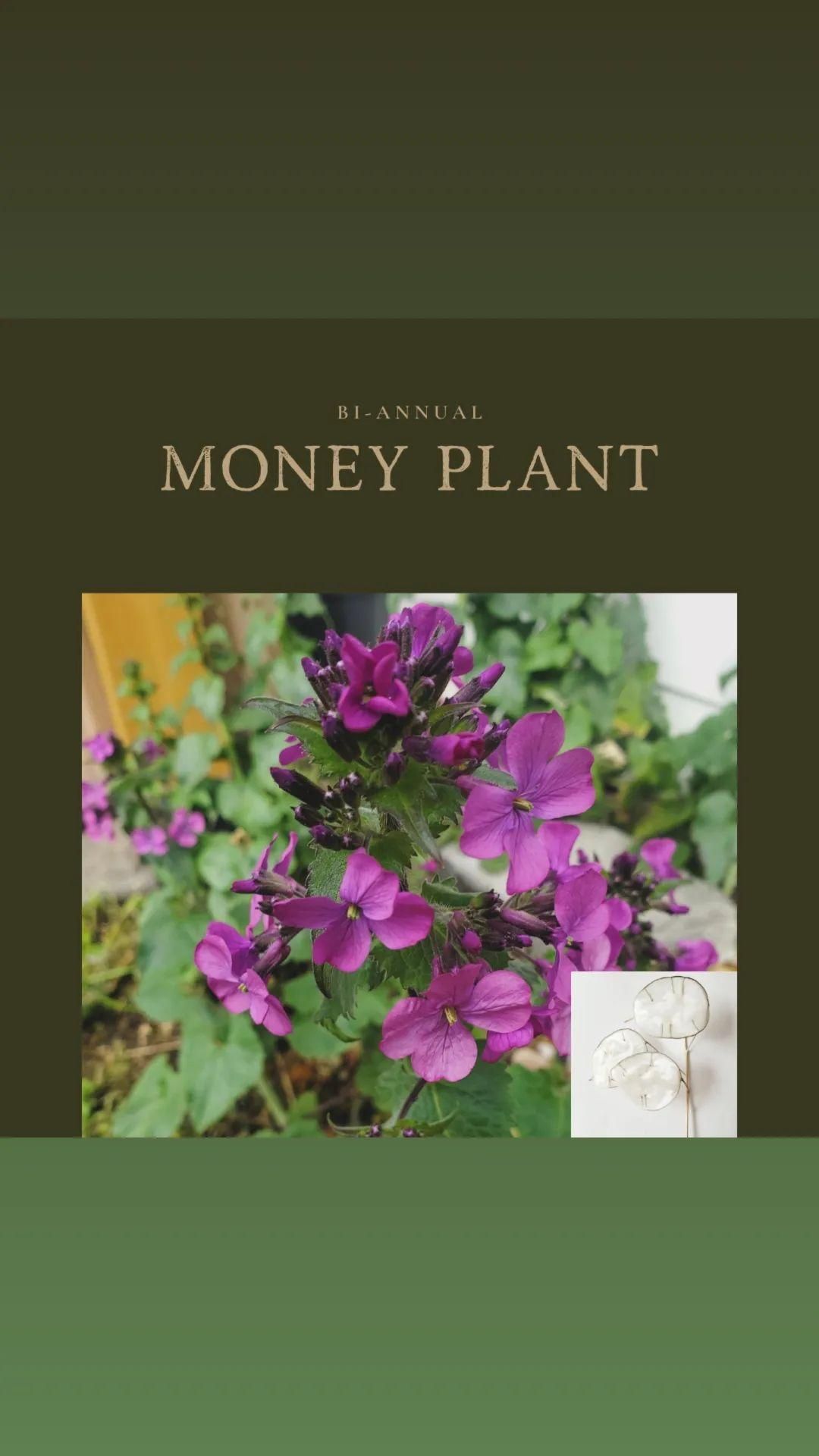 Money Plant Silver Dollar