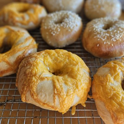 Sourdough Cheddar Bagels 