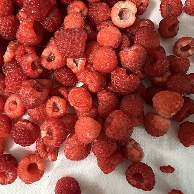 One Small Baggie Of Fresh Organic Grown Raspberries 