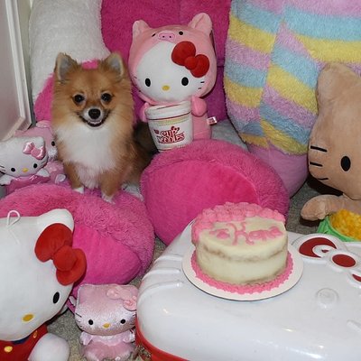 Pup Cakes For Dogs 🐶 
