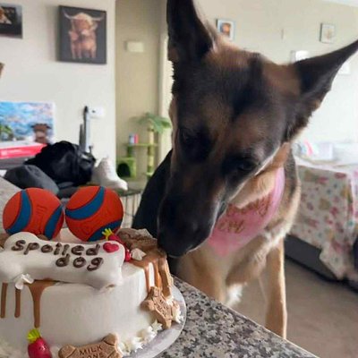 Pup Cake