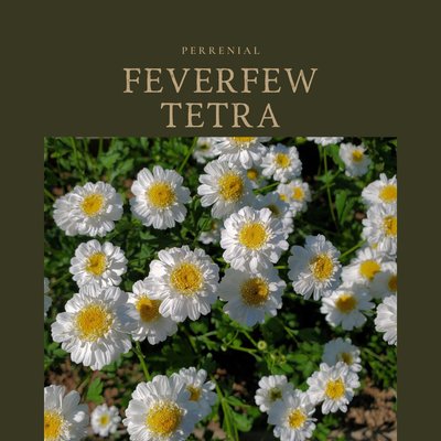 Feverfew Tetra