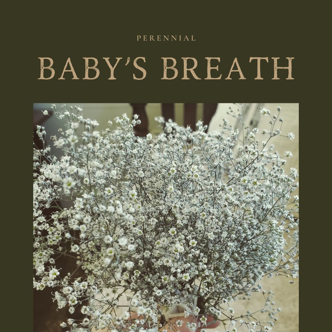 Babys Breath