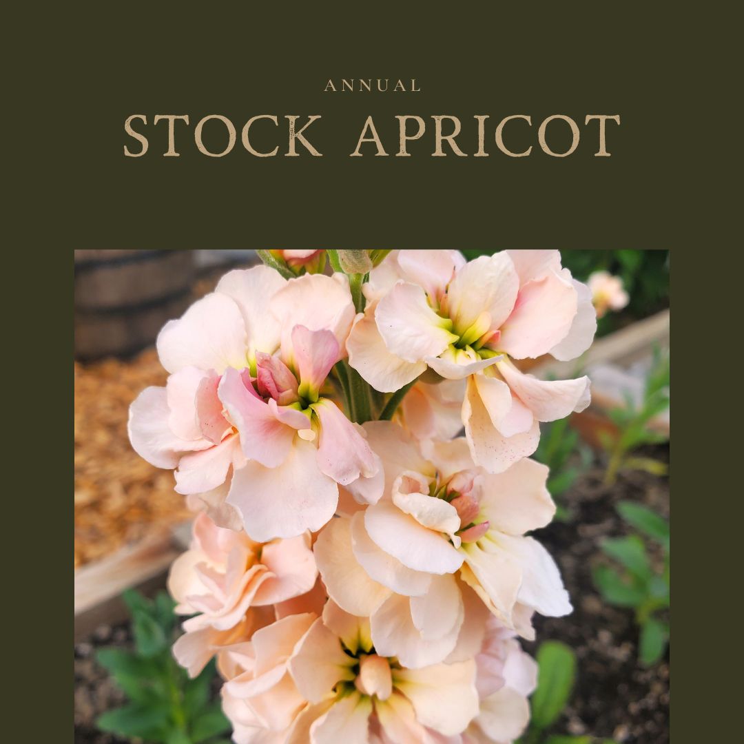 Stock Apricot