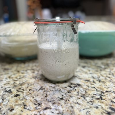 Sourdough Starter