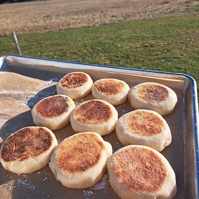 Sourdough English Muffins 