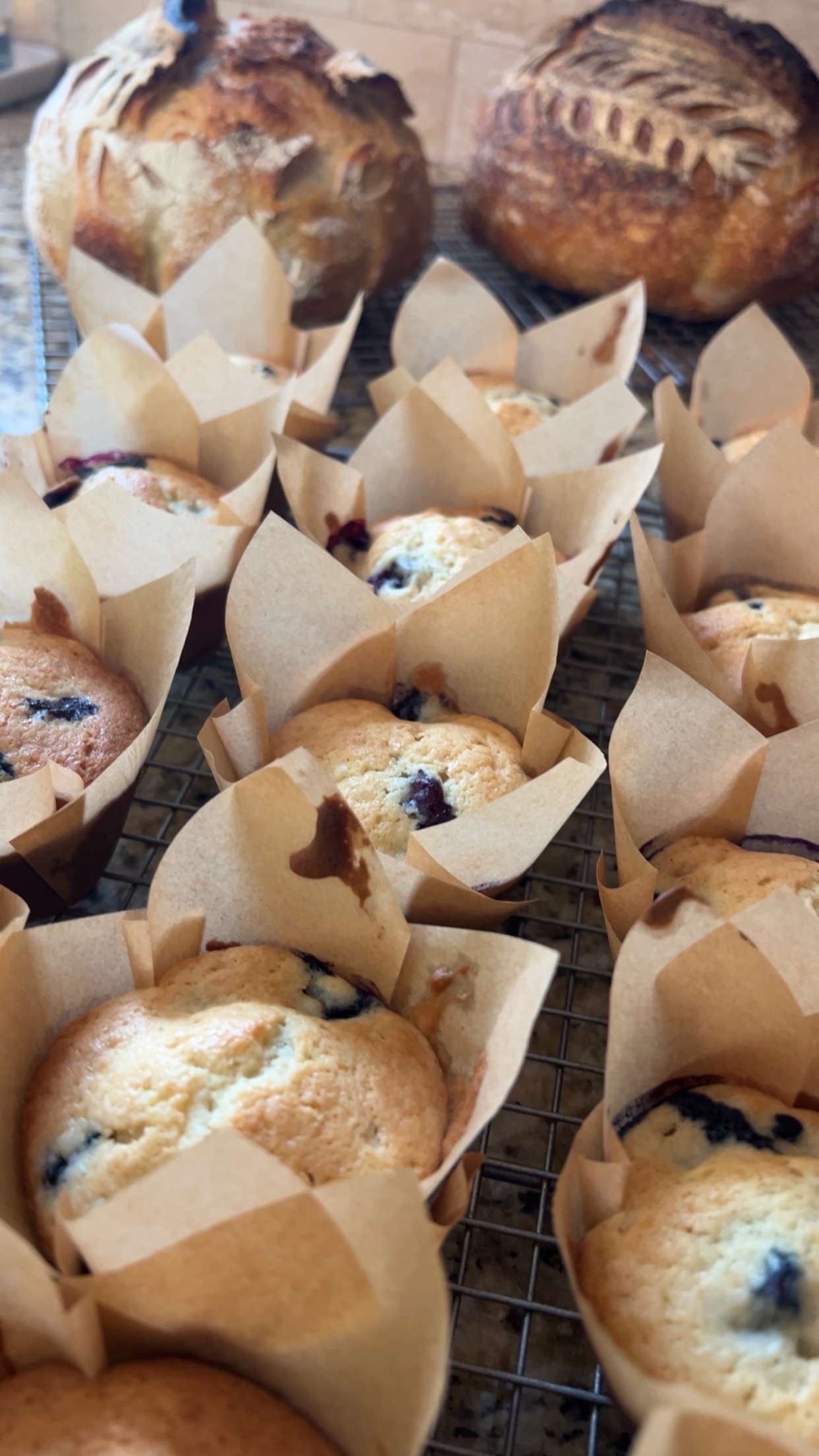 Blueberry Sourdough Muffins