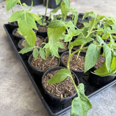 Mystery Tomato Plant 