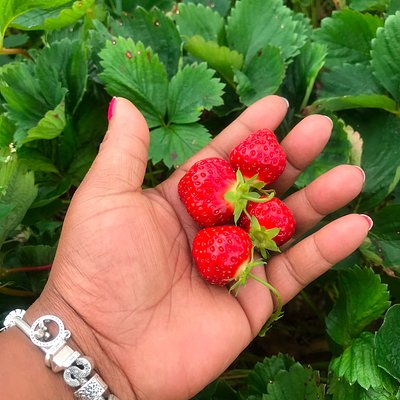 Fresh Cut Strawberries For Cake Filling